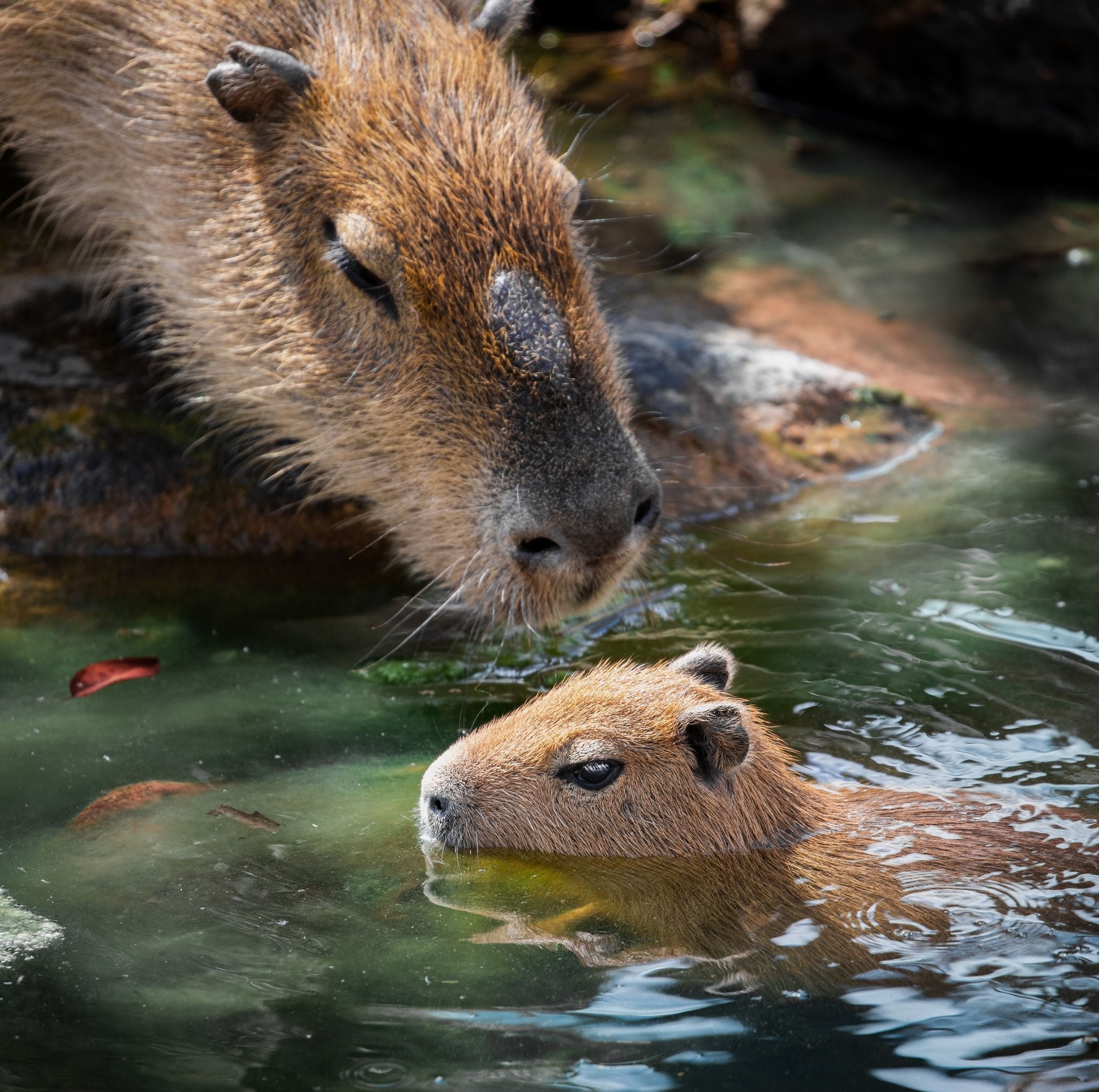 Sydney Zoo November Public Day Tour November 2022 Image -636ff9d85886b